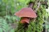Hawlik Auricularia 120 Tb. - Vitalpilze / Pilze