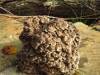 Hawlik Maitake 60 Kap. - Vitalpilze