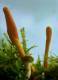Hawlik Cordyceps / Raupenpilz Extrakt 60 Kap. - Vitalpilze/Pilz