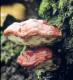 Hawlik Reishi  Extrakt 60 Kap.- Vitalpilze