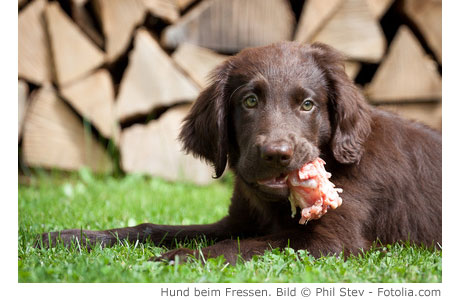 Hund beim Fressen - Barfen