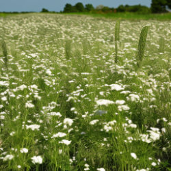 Schwarzkümmel Feld