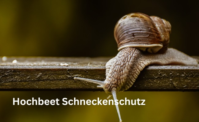 Hochbeet Schneckenschutz: Tipps für ein schneckenfreies Frühjahr