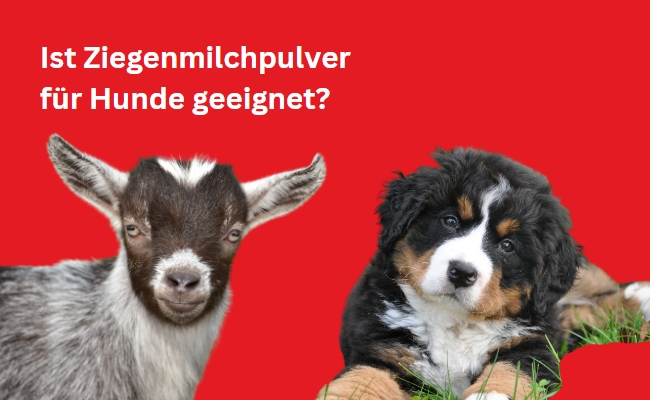 Ist Ziegenmilchpulver für Hunde geeignet