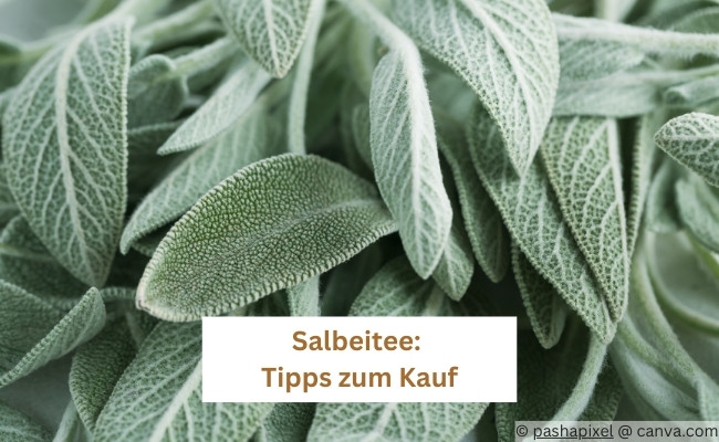 Salbeitee kaufen