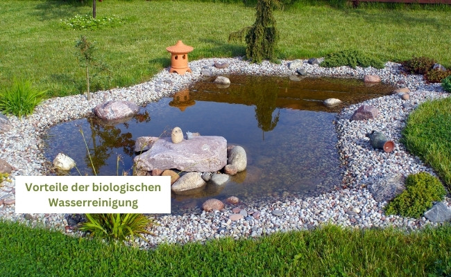 Die Vorteile der biologischen Wasserreinigung