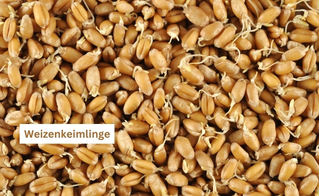 Weizenkeimlinge